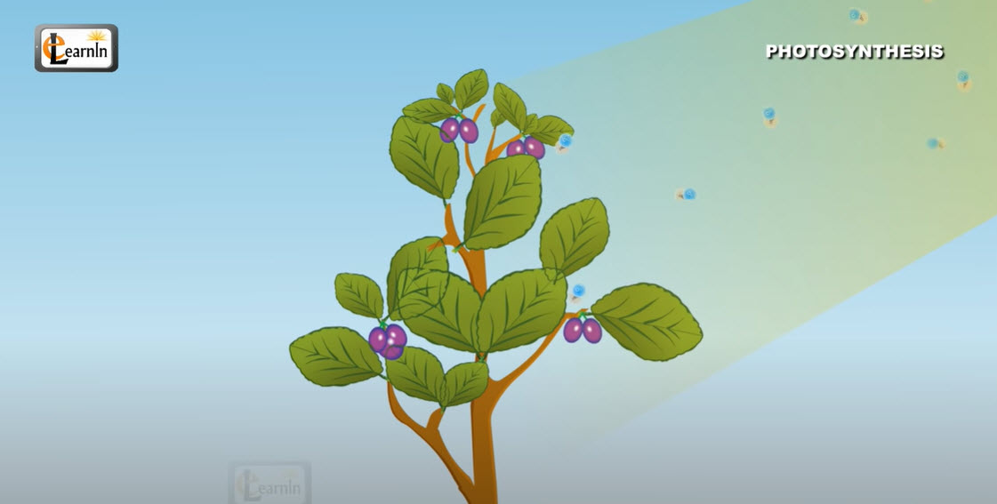 photosynthesis video